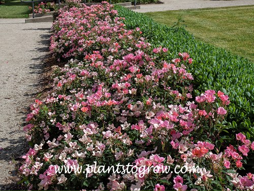 Rainbow Knockout Rose (Rosa)